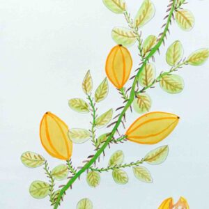 Wild Passionfruit - Rraatninga. - Painting - Mona Lisa Clements