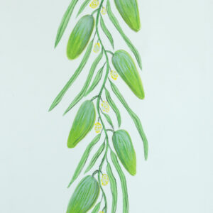 Lankwa (Bush Banana) - Emerging Artists - Delray Inkamala