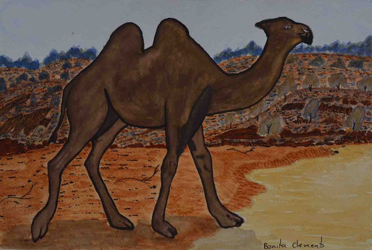 Camel travelling to Ntaria by Benita Clements