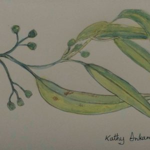 Native plants-Ilpalha by Kathy Inkamala