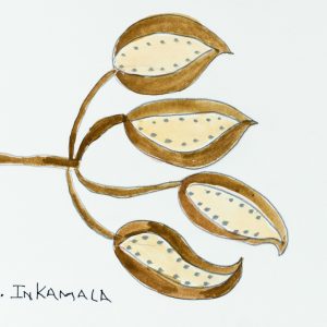 Seeds by Dianne Inkamala