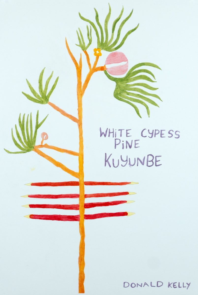 White Cypress Pine (Kuyunbe) by Donald Kelly